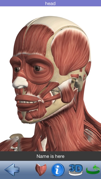 Visual Muscles 3D