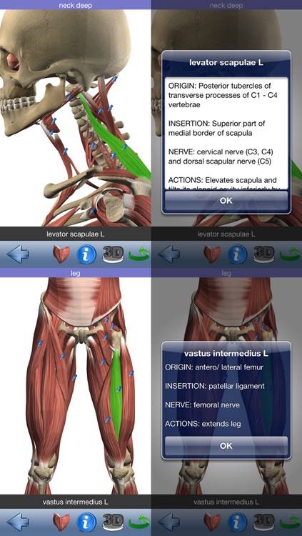 Visual Muscles 3D screenshot-3