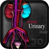 Anatomy Urinary male vii