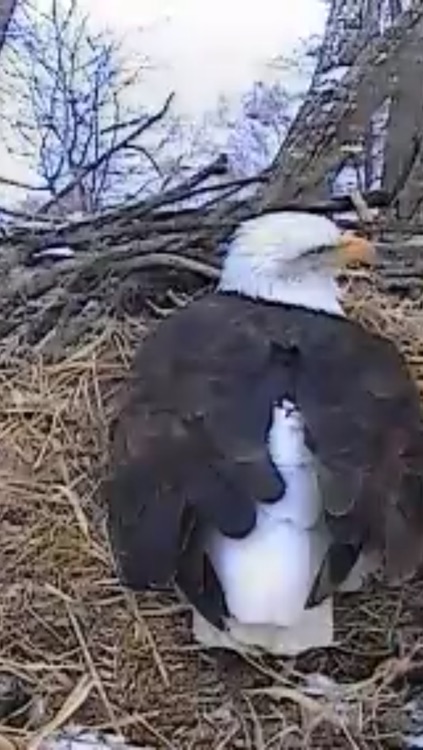 Bald Eagle Cams screenshot-3