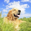 Dog Training Resources,Articles,Gallery,Videos,Guides and Advice icon