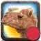 Red Camel