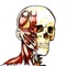 The Flash Anatomy Muscles app is based on the set of flash cards with the same title published by Bryan Edwards Publishing