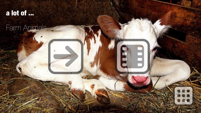 100 Things: Farm Animals – Video & Picture Book for Toddlers(圖1)-速報App