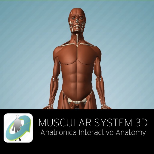 Muscular System 3D - Anatronica Interactive Anatomy