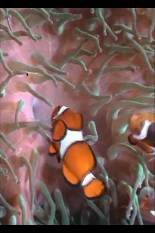 Sea Life Videos - Ocean & Marine Creatures screenshot 4