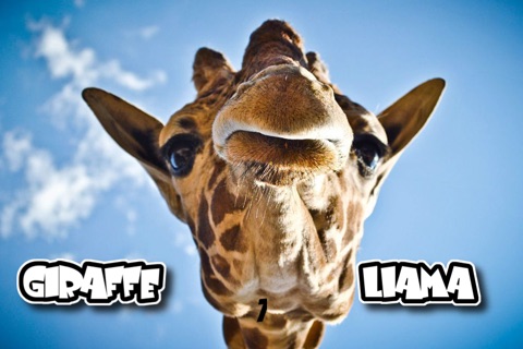 Giraffe Or Llama? screenshot 2