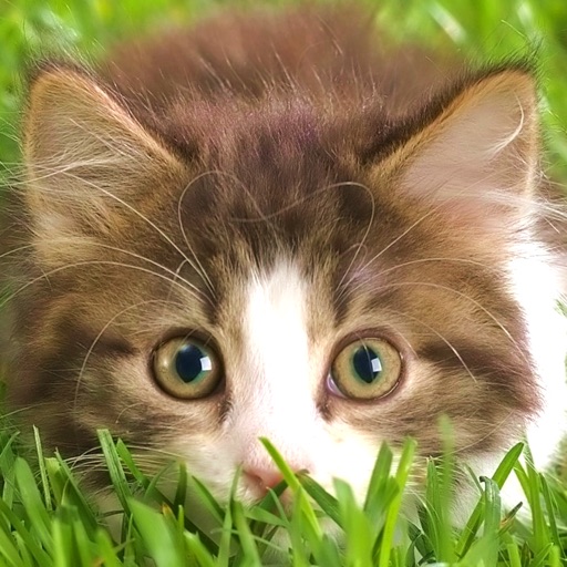 Cat Wallpapers HD for iPad icon