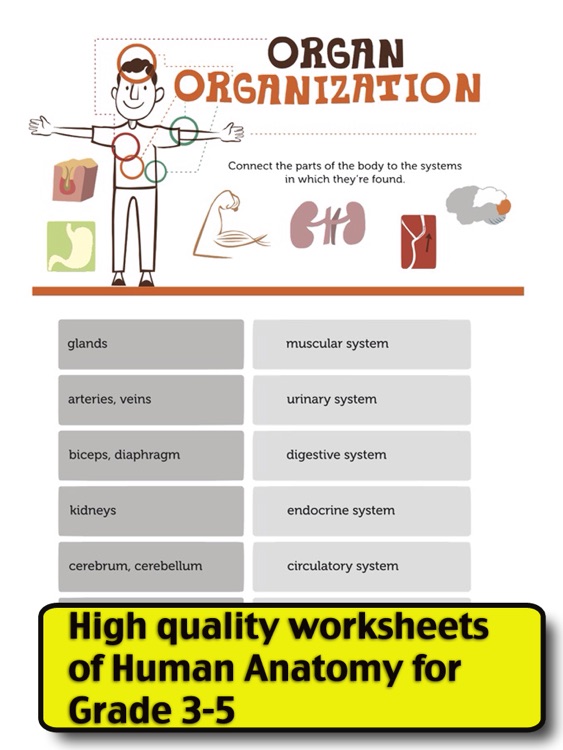 science human anatomy worksheets grade3 5 by shixian li