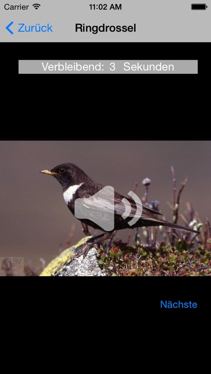 Vogelgesang im Oberbayer. Wald screenshot-3