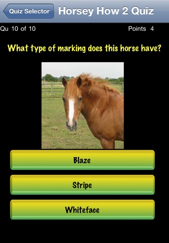 Horse Quiz screenshot 2