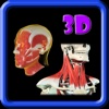 3D Human Head & Neck Muscle Pro