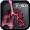Anatomy Thorax Respiratory