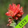 Wildflowers of the Great Plains