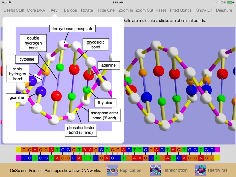 OnScreen DNA Model screenshot-3