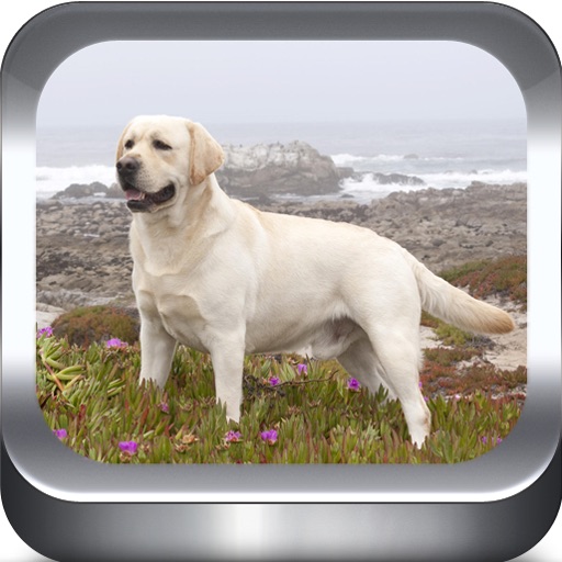 Dog Breeds Photo Catalog HD icon