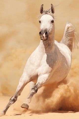 Скриншот из Dream Horses - Art Gallery: Breeds & Types, Racetrack & Tournaments, Photos & Paintings