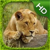 Lioness Simulator - HD