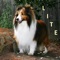 iPet Memorial was created to enable the memory of a beloved pet to remain and be shared with people all around the world