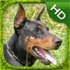 Doberman Simulator - HD