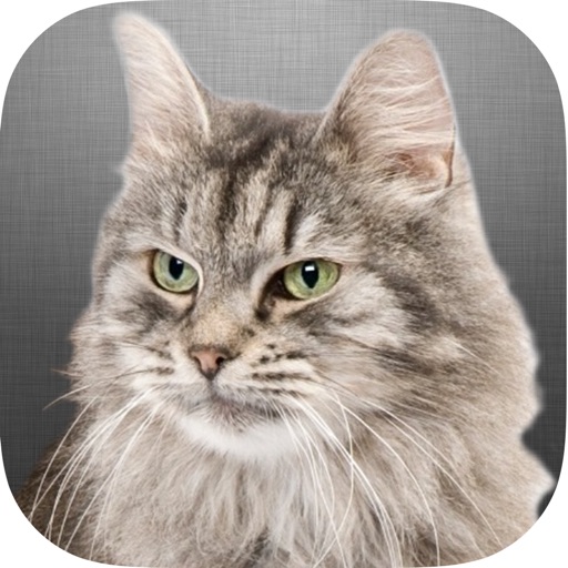 El Gato icon