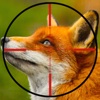 Fox Hunter Gold