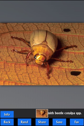 Insects Encyclopedia Pro screenshot 3