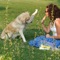 How To Train a Dog is the ultimate video guide for you to learn how to give training to dog