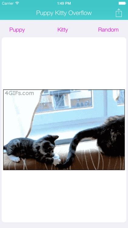 Puppy Kitty Overflow: Random Animated Dog and Cat Photos