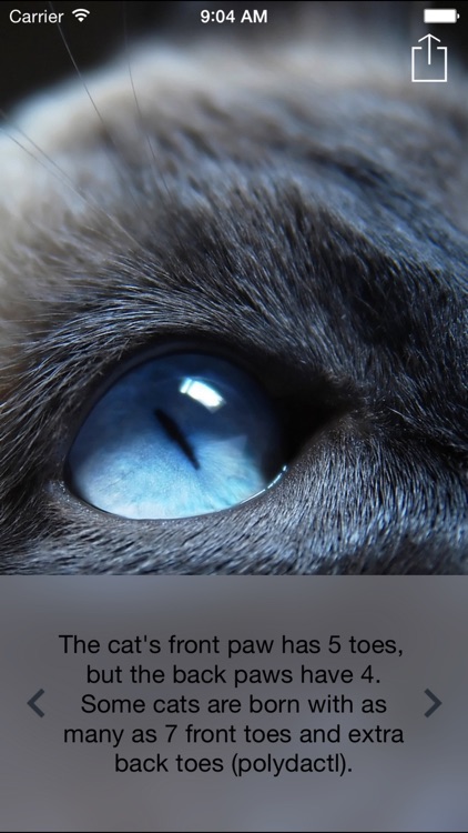 Cat News