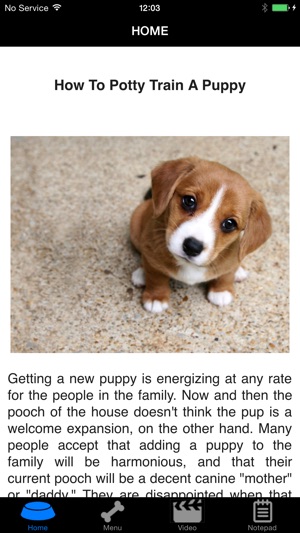 How To Potty Training A Puppy - Complete