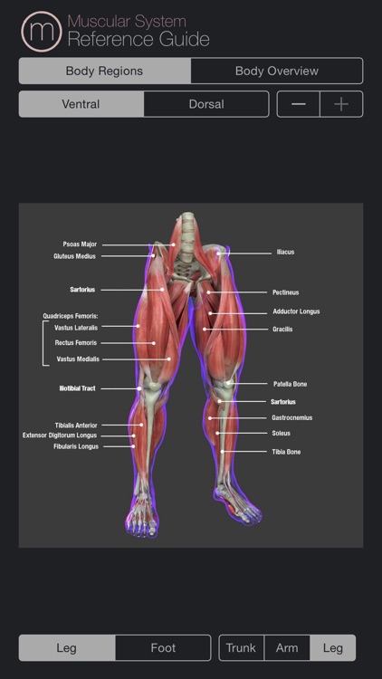 Muscular System Reference Guide screenshot-3