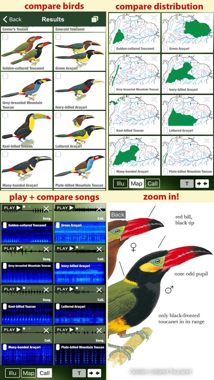All Birds Colombia - a complete field guide to all the bird species recorded in Colombia