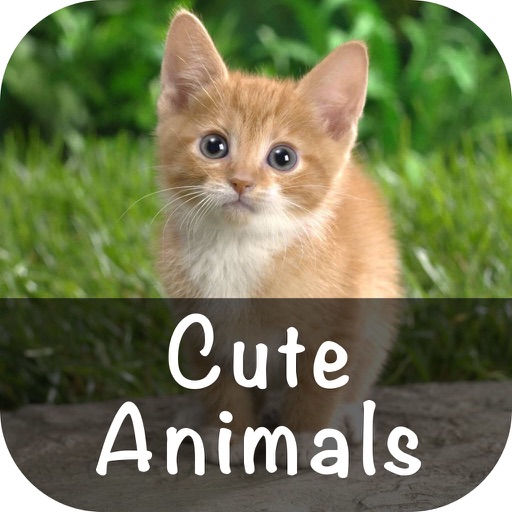 Cute Animals Pictures