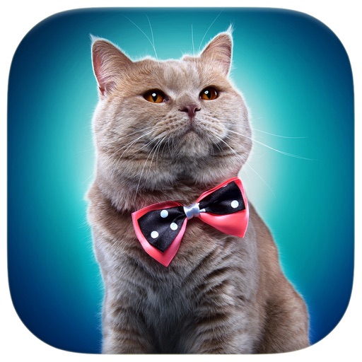 A Cute Cats Slide Puzzle Free - Pretty Bengal, Persian and Coon Breeds iOS App
