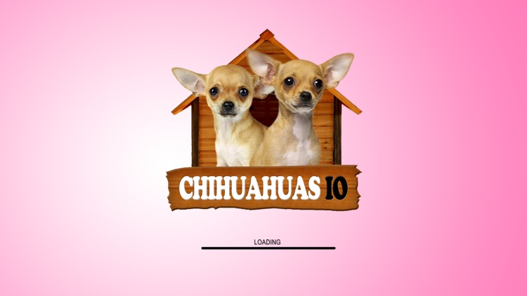 Chihuahuas IO