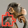 Puzzles Zoo Pro