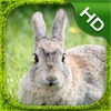 Rabbit Simulator - HD