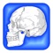 Best Human Body Facts