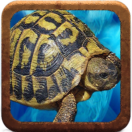 Fast Turtle icon