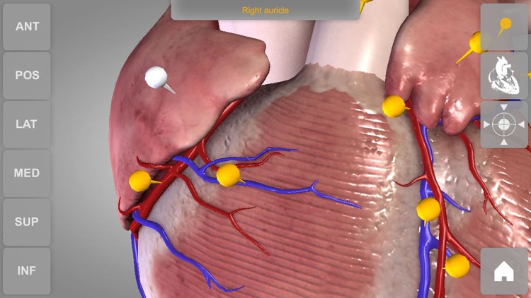 Heart - 3D Atlas of Anatomy