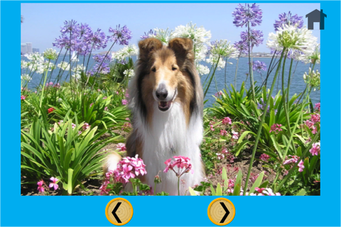 dogs and games for kids - free game screenshot 3
