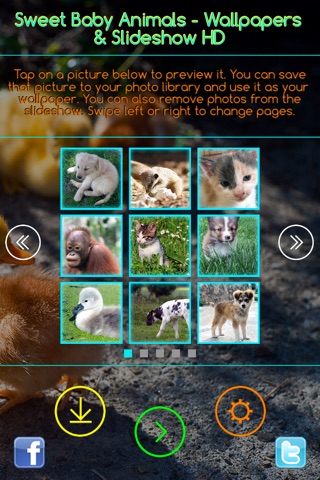 Sweet Baby Animals - Wallpapers & Slideshow HD screenshot 3