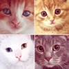 Lovely cats - Liste les chats les plus adorables et mignons