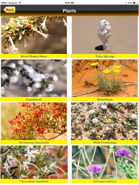 Kgalagadi Park