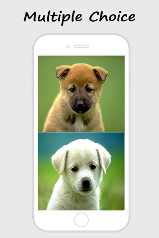 Cute Dogs and Puppy Wallpapers screenshot 2