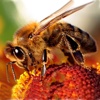 Insects Encyclopedia-HD