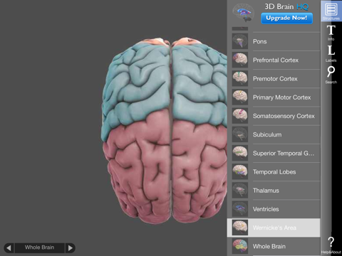 3D Brain Screenshot 2