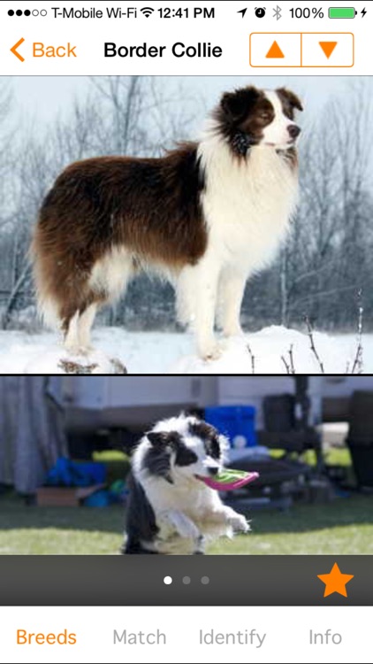 Perfect Dog Free - Ultimate Breed Guide To Dogs screenshot-0