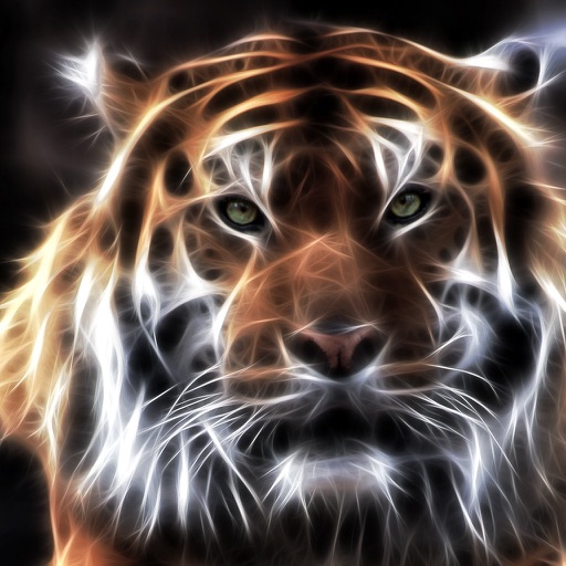 Amazing Tigers Wallpapers icon